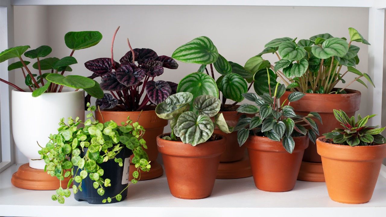 Gardener Plants & Flowers